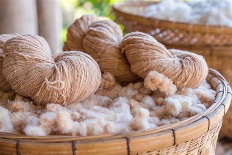  Organic Cotton: Sustainable Fiber for Eco-Conscious Textiles!